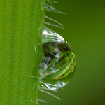 Water Droplet