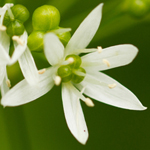 Wild Garlic