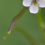 Garlic Mustard