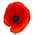 Common Poppy