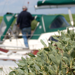 Sea Purslane (Atriplex portulacoides)