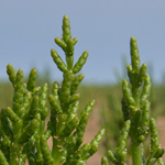 Samphire