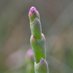 Samphire