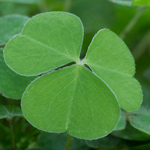 Wood Sorrel