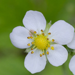 Wild Strawberry