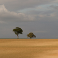 Desert Field, Hertfordshire