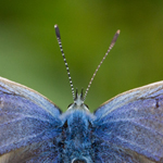 Common Blue Butterfly