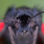 Cinnabar Moth Tyria jacobaeae