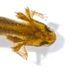 Common Newt Tadpole