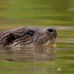 Otter