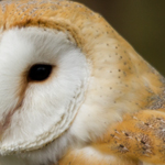 Barn Owl