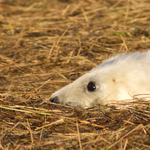 Grey Seal pup